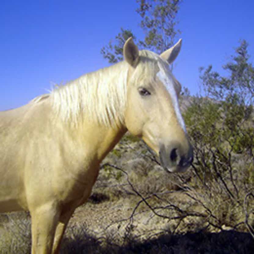 Horse 