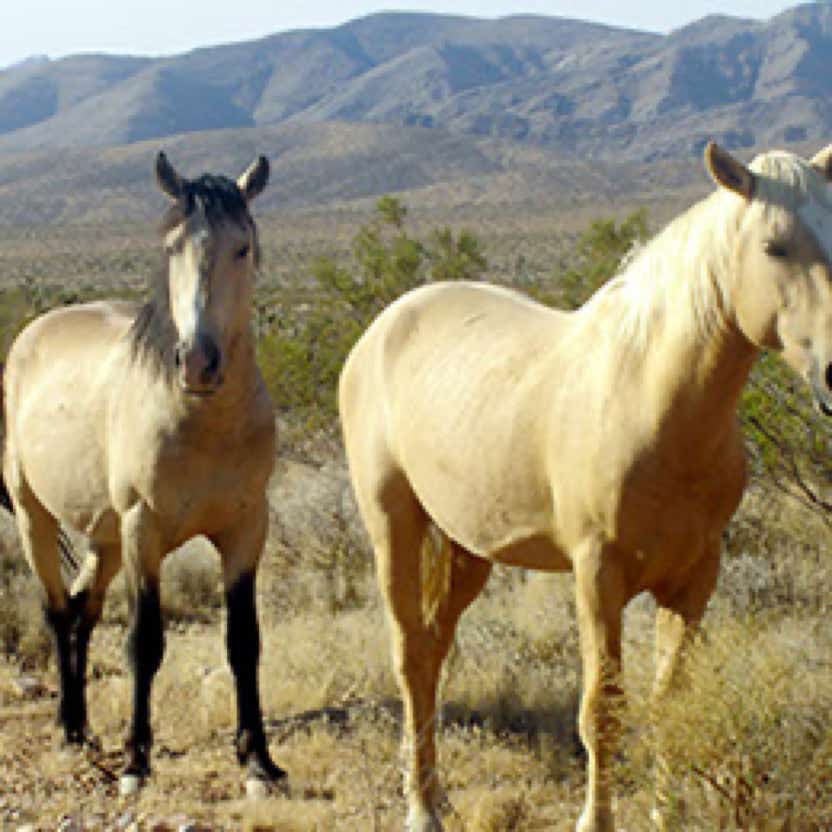 two Horse 