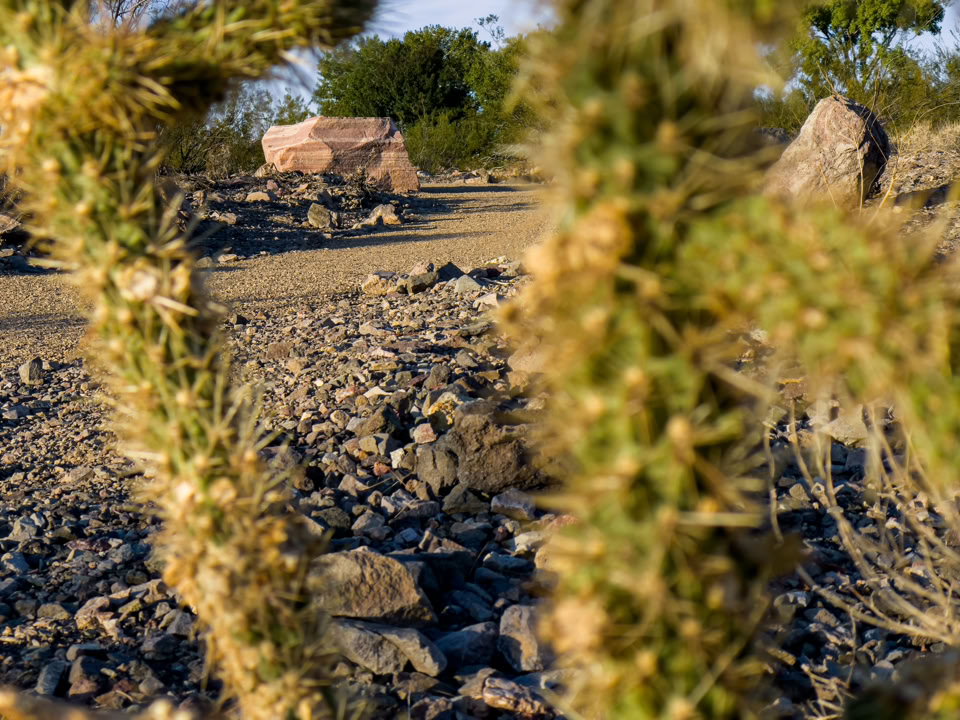 Blurry close-up of cactus branches in the foreground with a rocky desert landscape and scattered bushes in the background.