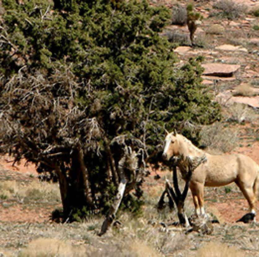 Horse and tree